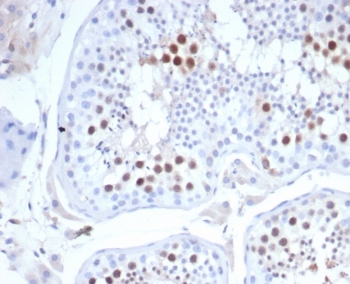 IHC staining of FFPE human testis tissue with KIF2C antibody (clone KIF2C/4702) at 2ug/ml. HIER: boil tissue sections in pH 9 10mM Tris with 1mM EDTA for 20 min and allow to cool before testing.~
