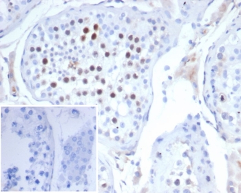 IHC staining of FFPE human testis tissue wi