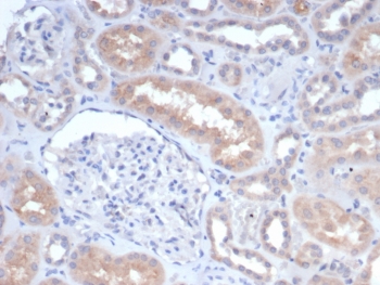 IHC staining of FFPE human kidney tissue with GCLM antibody (clone GCLM/4068). HIER: boil tissue sections in pH 9 10mM Tris with 1mM EDTA for 20 min and allow to cool before testing.~
