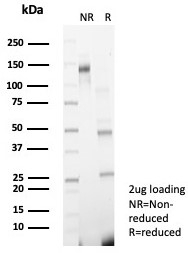 SDS-PAGE analysis of purified, BSA-free GCLM antibody (