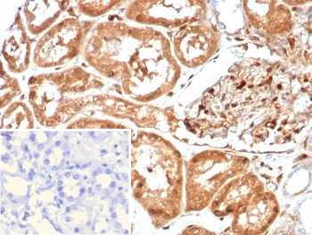 IHC staining of FFPE human kidney tissue with GBP1 antibody (clone GBP1/7618). Inset: PBS used in place of primary Ab (secondary Ab negative control). HIER: boil tissue sections in pH 9 10mM Tris with 1mM EDTA for 20 min and allow to cool before testing.~