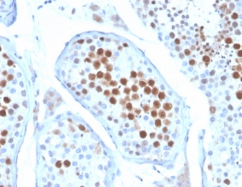 IHC staining of FFPE human testis tissue with MCAK antibody (clone KIF2C/6522) at 2ug/ml. HIER: boil tissue sections in pH 9 10mM Tris with 1mM EDTA for 20 min and allow to cool before testing.~