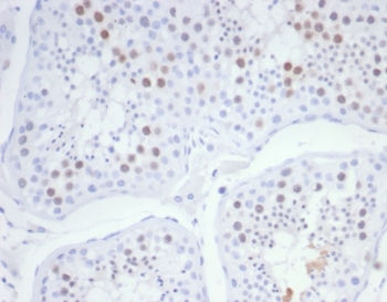IHC staining of FFPE human testis tissue with KIF2C antibody (clone KIF2C/6526) at 2ug/ml. HIER: boil tissue sections in pH 9 10mM Tris with 1mM EDTA for 20 min and allow to cool before testing.~