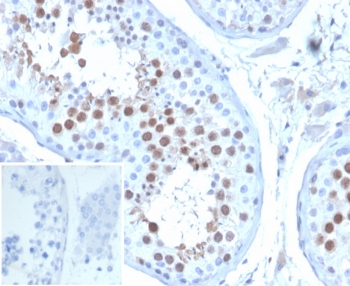 IHC staining of FFPE human testis tissue wi
