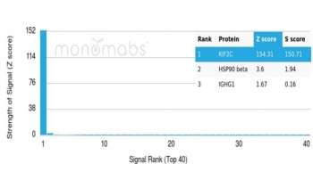 Analysis of a HuProt(TM) microarray containing more than 19,000 full-length human proteins using Kinesin like protein 6 antibody (clone KIF2C/4704). Z- and S- Score: The Z-score represents the strength of a signal that a monoclonal antibody (in combination with a fluorescently-tagged anti-IgG secondary antibody) produces when binding to a particular protein on the HuProt(TM) array. Z-scores are described in units of standard deviations (SD's) above the mean value of all signals generated on that array. If targets on HuProt(TM) are arranged in descending order of the Z-score, the S-score is the difference (also in units of SD's) between the Z-score. S-score therefore represents the relative target specificity of a mAb to its intended target. A mAb is considered to specific to its intended target, if the mAb has an S-score of at least 2.5. For example, if a mAb binds to protein X with a Z-score of 43 and to protein Y with a Z-score of 14, then the S-score for the binding of that mAb to protein X is equal to 29.