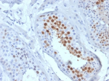 IHC staining of FFPE human testis tissue with KIF2C antibody (clone KIF2C/6519) at 2ug/ml. HIER: boil tissue sections in pH 9 10mM Tris with 1mM EDTA for 20 min and allow to cool before testing.~