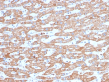IHC staining of FFPE human liver tissue with SDHB antibody (clone SDHB/3745). HIER: boil tissue sections in pH 9 10mM Tris with 1mM EDTA for 20 min and allow to cool before testing.~