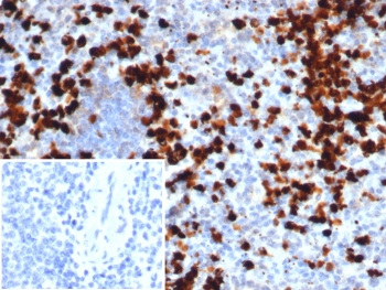 IHC staining of FFPE human spleen tissue with MRP14 antibody (clone S100A9/7547). Inset: PBS used in place of primary Ab (secondary Ab negative control). HIER: boil tissue sections in pH 9 10mM Tris with 1mM EDTA for 20 min and allow to cool before testing.~