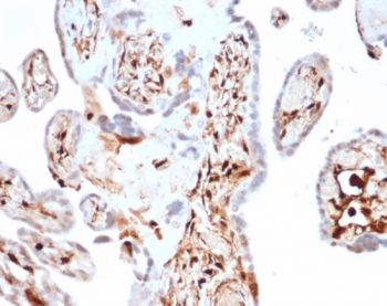 IHC staining of FFPE human spleen tissue with S100A4 antibody (clone S100A4/7097). HIER: boil tissue sections in pH 9 10mM Tris with 1mM EDTA for 20 min and allow to cool before testing.~