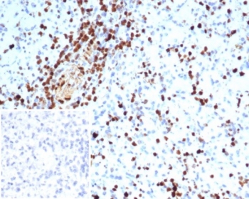 IHC staining of FFPE human spleen tissue with S100A
