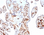 IHC staining of FFPE human spleen tissue with S100A4 antibody (clone S100A4/7097). HIER: boil tissue sections in pH 9 10mM Tris with 1mM EDTA for 20 min and allow to cool before testing.