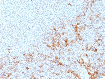 IHC staining of FFPE human tonsil tissue using CD64 antibody (clone FCGR1A/7498) at 2ug/ml. HIER: boil tissue sections in pH 9 10mM Tris with 1mM EDTA for 20 min and allow to cool before testing.~