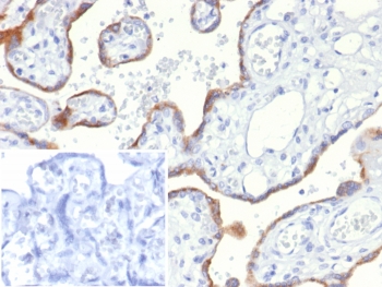 IHC staining of FFPE human placental tissue with S100A2 antibody (clone S100A2/6925). Inset: PBS used in place of primary Ab (secondary Ab negative control). HIER: boil tissue sections in pH 9 10mM Tris with 1mM EDTA for 20 min and allow to cool before testing.~