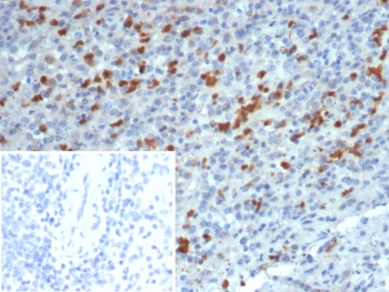 IHC staining of FFPE human spleen tissue with S100A13 antibody (clone S100A13/7483). Inset: PBS used in place of primary Ab (secondary Ab negative control). HIER: boil tissue sections in pH 9 10mM Tris with 1mM EDTA for 20 min and allow to cool before testing.~