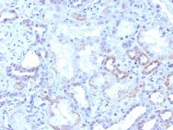 IHC staining of FFPE human kidney tissue with ROR gamma antibody (clone RORC/8017R). HIER: boil tissue sections in pH 9 10mM Tris with 1mM EDTA for 20 min and allow to cool before testing.~