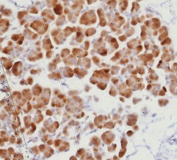 IHC staining of FFPE human pancreas tissue with recombinant ROR gamma antibody (clone RORC/8278R). HIER: boil tissue sections in pH 9 10mM Tris with 1mM EDTA for 20 min and allow to cool before testing.~