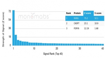 Analysis of a HuProt(TM) microarray containing more than 19,000 full-length human proteins using RXR gamma antibody (clone PCRP-RXRG-5C9). Z- and S- Score: The Z-score represents the strength of a signal that a monoclonal antibody (in combination with a fluorescently-tagged anti-IgG secondary antibody) produc