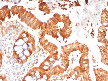 IHC staining of FFPE human colon tissue with MPZ antibody (clone MPZ/7390). HIER: boil tissue sections in pH 9 10mM Tris with 1mM EDTA for 20 min and allow to cool before testing.~
