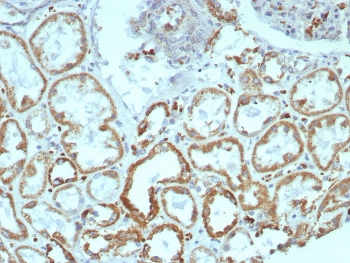 IHC staining of FFPE human kidney tissue with MR1 antibody (clone MR1/7577). HIER: boil tissue sections in pH 9 10mM Tris with 1mM EDTA for 20 min and allow to cool before testing.~