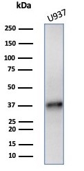 Western blot testing of human U937 cell lysate with LAMP5 antibody (clone LAMP5/7642). Predicted molecular weight ~31 kDa, but may be observed at higher molecular weights due to glycosylation.~