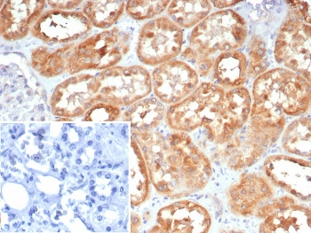 IHC staining of FFPE human kidney tissue with