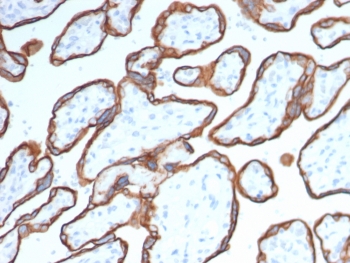 IHC staining of FFPE human placental tissue with CD40 antibody (clone CD40/4940). HIER: boil tissue sections in pH 9 10mM Tris with 1mM EDTA for 20 min and allow to cool before testing.~