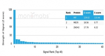 Analysis of a HuProt(TM) microarray containing more than 19,000 full-length human proteins using MIF antibody (clone MIF/6279). Z- and S- Score: The Z-score represents the strength of a signal that a monoclonal antibody (in combination with a fluorescently-tagged anti-IgG secondary antibody) produces when binding to a particular protein on the HuProt(TM) array. Z-scores are described in units of standard deviations (SD's) above the mean value of all signals generated on that array. If targets on HuProt(TM) are arranged in descending order of the Z-score, the S-score is the difference (also in units of SD's) between the Z-score. S-score therefore represents the relative target specificity of a mAb to its intended target. A mAb is considered to specific to its intended target, if the mAb has an S-score of at least 2.5. For example, if a mAb binds to protein X with a Z-score of 43 and to protein Y with a Z-score of 14, then the S-score for the binding of that mAb to protein X is equal to 29.