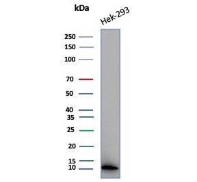 Western blot testing of human HEK293 cell lysate with MIF antibody (clone MIF/6282). Predicted molecular weight ~13 kDa.~