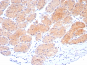 IHC staining of FFPE human stomach tissue with Beta-Parvin antibody (clone PARVB/8214R). HIER: boil tissue sections in pH 9 10mM Tris with 1mM EDTA for 20 min and allow to cool before testing.~