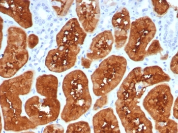 IHC staining of FFPE human kidney tissue with FABP1 antibody (clone FABP1/4517). HIER: boil tissue sections in pH 9 10mM Tris with 1mM EDTA for 20 min and allow to cool before testing.~