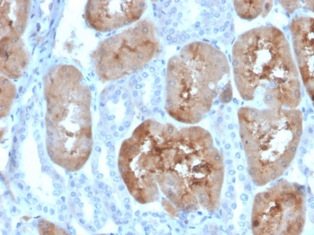 IHC staining of FFPE human kidney tissue with FABP1 antibody (clone FABP1/4519). HIER: boil tissue sections in pH 9 10mM Tris with 1mM EDTA for 20 min and allow to cool before testing.~