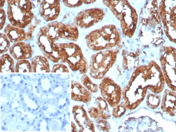 IHC staining of FFPE human heart tissue with Cardiac Fatty Acid Binding Protein antibody (clone FABP3/8535R). HIER: boil tissue sections in pH 9 10mM Tris with 1mM EDTA for 20 min and allow to cool before testing.~