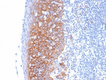 IHC staining of FFPE human tonsil tissue with Syndecan-1 antibody (clone SDC1/7178). HIER: boil tissue sections in pH 9 10mM Tris with 1mM EDTA for 20 min and allow to cool before testing.~