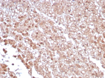 IHC staining of FFPE human adrenal gland tissue with