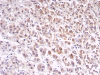 IHC staining of FFPE human adrenal gland tissue with