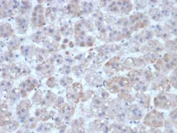 IHC staining of FFPE human adrenal gland tissue with Interleukin-1 beta antibody (clone IL1B/463). HIER: boil tissue sections in pH 9 10mM Tris with 1mM EDTA for 20 min and allow to cool before testing.~