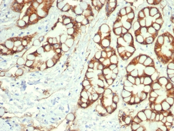 IHC staining of FFPE cat colon with EpCAM / CD326 anti