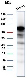 Western blot testing of human THP-1 cell lysate with SATB2 antibody (clone SATB2/8264R). Predicted molecular weight ~83 kDa.~