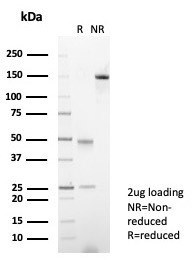 SDS-PAGE analysis of purified, BSA-free XRCC5 / Ku86 / Ku80 antibody (clone XRCC5/7316) as confirmation of integrity and purity.