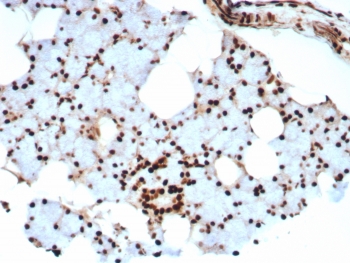 IHC staining of FFPE human salivary gland tissue with Ku80 antibody (clone XRCC5/8703R). HIER: boil tissue sections in pH 9 10mM Tris with 1mM EDTA for 20 min and allow to cool before testing.~