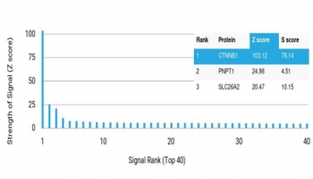 Analysis of a HuProt(TM) microarray containing more than 19,000 full-length human proteins using Catenin Beta antibody (clone CTNNB1/7759). Z- and S- Score: The Z-score represents the strength of a signal that a monoclonal antibody (in combination with a fluorescently-tagged anti-IgG secondary antibody) produ