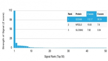 Analysis of a HuProt(TM) microarray containing more than 19,000 full-length human proteins using GCSAM antibody (clone HGAL/2834). These results demonstrate the foremost specificity of the HGAL/2834 mAb. Z- and S- score: The Z-score represents the strength of a signal that an antibody (in combination with a f