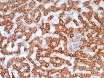 IHC staining of FFPE human liver tissue with ADH1L1 antibody (clone ALDH1L1/7701). HIER: boil tissue sections