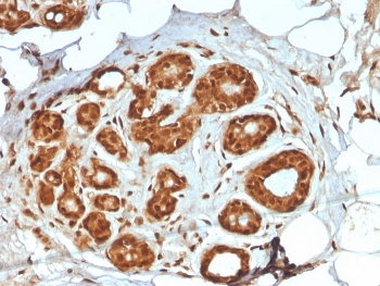 IHC staining of FFPE human breast tissue with Lactotransferrin antibody (clon
