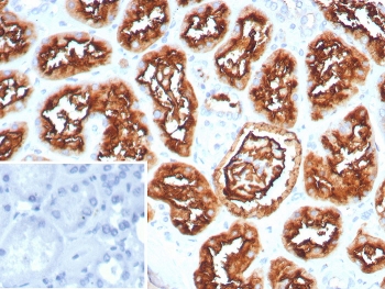 IHC staining of FFPE human kidney tissue with CD10 antibody (clone MME/8281R). HIER: boil tissue sections in pH 9 10mM Tris with 1mM EDTA for 20 min and allow to cool before testing.~