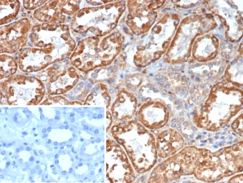 IHC staining of FFPE human kidney tissue with Transferrin antibody (clone TF/4798). Inset: PBS used in place of primary Ab (secondary Ab negative control). HIER: boil tissue sections in pH 9 10mM Tris with 1mM EDTA for 20 min and allow to cool before testing.~