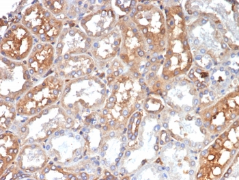 IHC staining of FFPE human kidney tissue with Transferrin antibody (clone TF/4799). HIER: boil tissue sections in pH 9 10mM Tris with 1mM EDTA for 20 min and allow to cool before testing.~