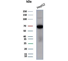 Western blot testing of human HepG2 cell lysate wi
