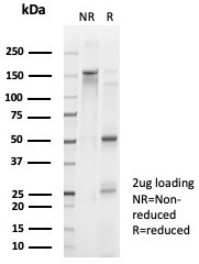 SDS-PAGE analysis of purified, BSA-free FOXL2 antibody (clone PCRP-FOXL2-