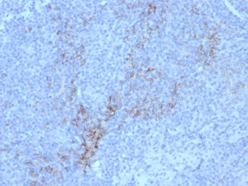 IHC staining of FFPE human lymph node tissue with CD10 antibody (clone rMME/8584). HIER: boil tissue sections in pH 9 10mM Tris with 1mM EDTA for 20 min and allow to cool before testing.~